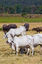 Thai beef cow Royalty Free Stock Photo