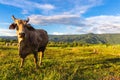 Cow Cattle in Farm Royalty Free Stock Photo