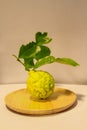 Thai Bergamot is vegetable Royalty Free Stock Photo