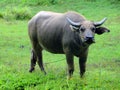Thai Big Bull Royalty Free Stock Photo