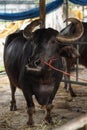 Thai black buffalo is see tourist