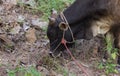 Thai Black cow eating grass.