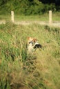 Thai while and black dog standing on a grass field | Thai dog