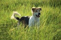 Thai while and black dog standing on a grass field | Thai dog