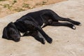 Thai black stray dog sleep