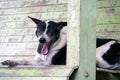 Thai black and white stray dog laying down and gape on the wooden couch.