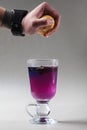 Thai blue butterfly pea tea in an Irish glass. Gray background. Hand is squeezing lemon slice. Blue tea Anchan, Clitoria