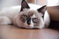 Thai blue-eyed cat lies on the windowsill Royalty Free Stock Photo