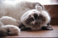 Thai blue-eyed cat lies on the windowsill Royalty Free Stock Photo