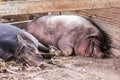 Thai Boar sleep Royalty Free Stock Photo