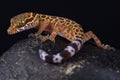 Thai bow-fingered gecko Cyrtodactylus peguensis