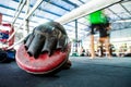 Thai Boxing Mitt Training Target Focus Punch Pad Glove on canvas