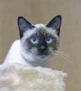 Thai breed young sleek haired cat seal point color looking at the camera