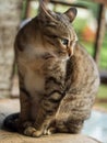 Thai brown cat sitting, looking around Royalty Free Stock Photo