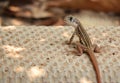 Thai Brown chameleon lizard standing on sands. Animal hidden in the soil.