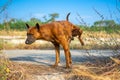 Thai brown dog creates territory by peeing on the glass at outdoor field