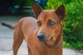 Thai brown dog is expressing emotion coldly Royalty Free Stock Photo