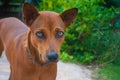 Thai brown dog is expressing emotion coldly Royalty Free Stock Photo