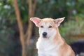 Thai brown stray dog playing with joy and happy