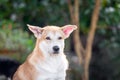 Thai brown stray dog playing with joy and happy