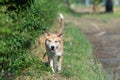 Thai brown stray dog playing with joy and happy