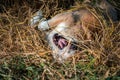 Thai brown stray dog playing with joy and happy