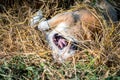 Thai brown stray dog playing with joy and happy