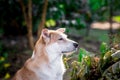 Thai brown stray dog playing with joy and happy