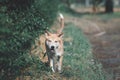 Thai brown stray dog playing with joy and happy