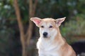 Thai brown stray dog playing with joy and happy