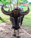 Thai buffalo