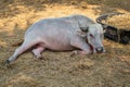 An Asian albino buffalo that is used as a pet and friendly to people