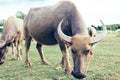 Thai buffalo close up and buffalo family Royalty Free Stock Photo