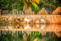 Thai Buffalo drink water in river before walk over the field