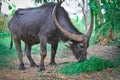 Thai buffalo eating grass in a field