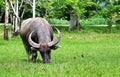 Thai buffalo