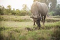 Thai buffalo eating grass at rice field