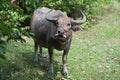 Thai Buffalo