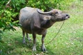 Thai Buffalo