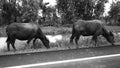 Thai buffalo horn animal mammal near the road side with nature. Royalty Free Stock Photo