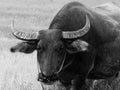 Thai buffalo horn animal mammal near the road side with nature. Royalty Free Stock Photo