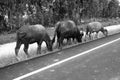 Thai buffalo horn animal mammal near the road side with nature. Royalty Free Stock Photo