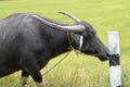 Thai buffalo horn animal mammal near the road side with nature. Royalty Free Stock Photo