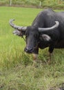 Thai buffalo horn animal mammal near the road side with nature. Royalty Free Stock Photo