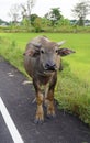 Thai buffalo horn animal mammal near the road side with nature. Royalty Free Stock Photo