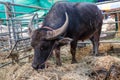Thai buffalo in the paddock Royalty Free Stock Photo