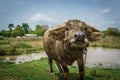 Thai buffalo running for grass and after laying in dirt mud, Thailand