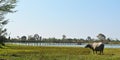 Thai buffalo, standing, looking no doubt Royalty Free Stock Photo