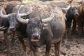 Thai buffalo standing on slime