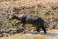 Thai Buffalo in the swamp